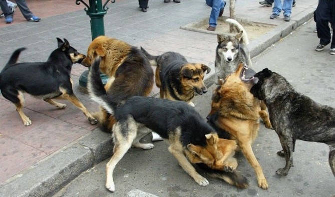 La ciudad y los perros