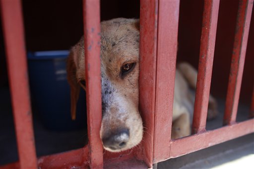 Reflexiones caninas