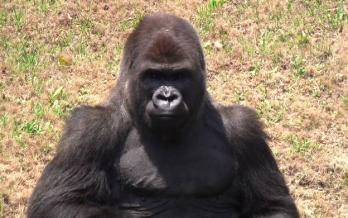 La demagogia sobre los animales