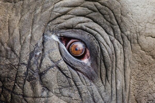 El elefante y el indignado