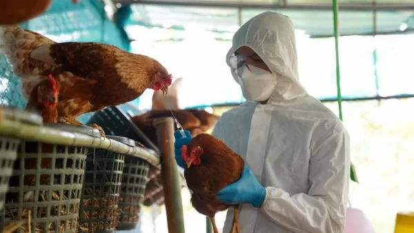 Reportan en Sonora primer caso de influenza aviar AH5 de alta patogenicidad
