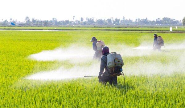 La 4T ordena que desde el 1 de abril queda prohibido usar glifosato en México