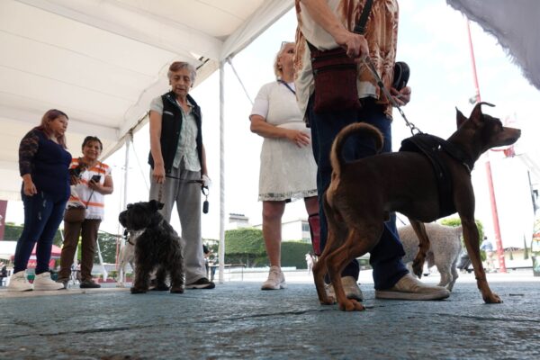 Por ley en la CDMX establecen registro de todas las mascotas