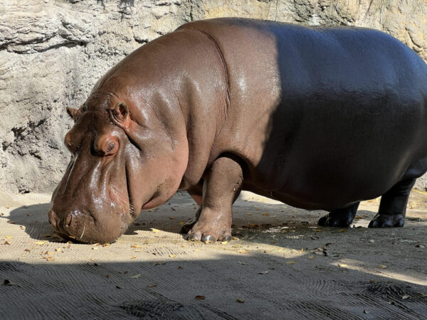 Gen-chan, el hipopótamo que salió de México como macho y llegó a Japón como hembra