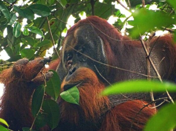 Graban por primera vez a un orangután curando sus heridas con una planta
